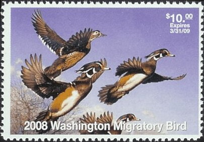 Wood duck (Aix sponsa)