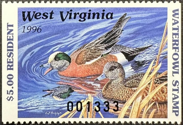 American wigeon (Anas americana)