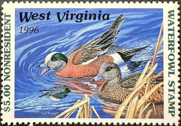 American wigeon (Anas americana)