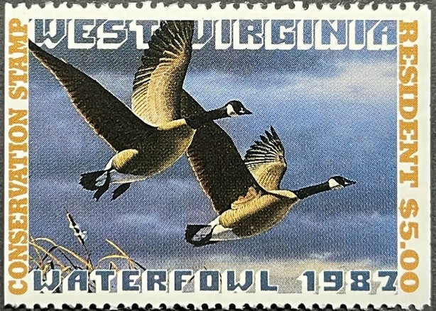 Canada goose (Branta canadensis)