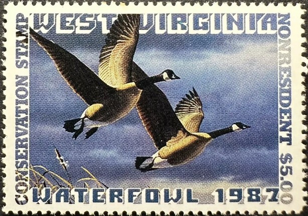 Canada goose (Branta canadensis)