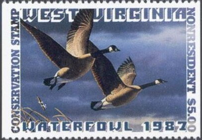 Canada goose (Branta canadensis)