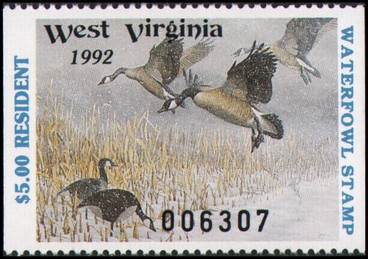Canada goose (Branta canadensis)