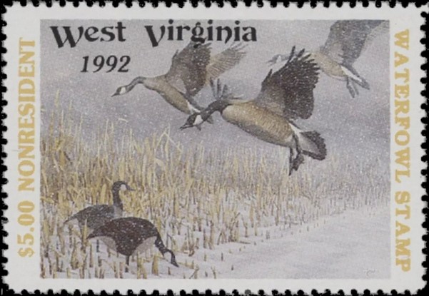 Canada goose (Branta canadensis)