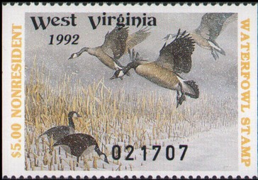 Canada goose (Branta canadensis)