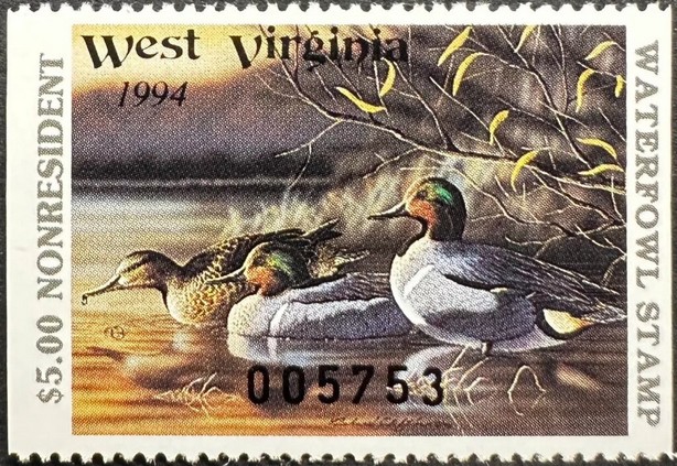 Green-winged teal (Anas carolinensis)
