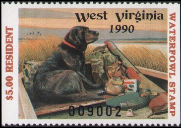Labrador (Canis lupus familiaris), Decoy