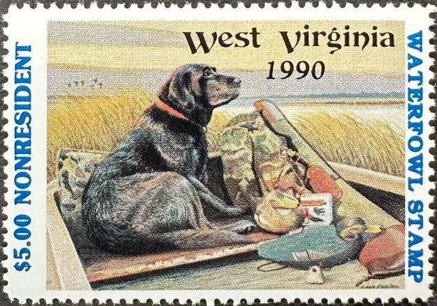 Labrador (Canis lupus familiaris), Decoy