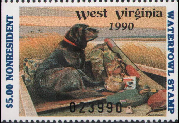 Labrador (Canis lupus familiaris), Decoy