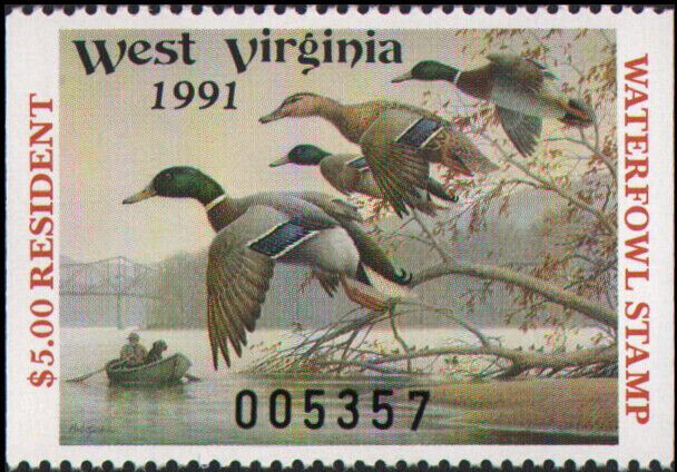 Mallard (Anas platyrhynchos)