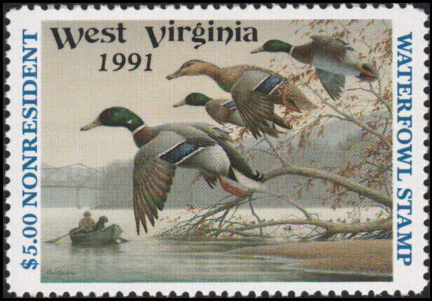 Mallard (Anas platyrhynchos)