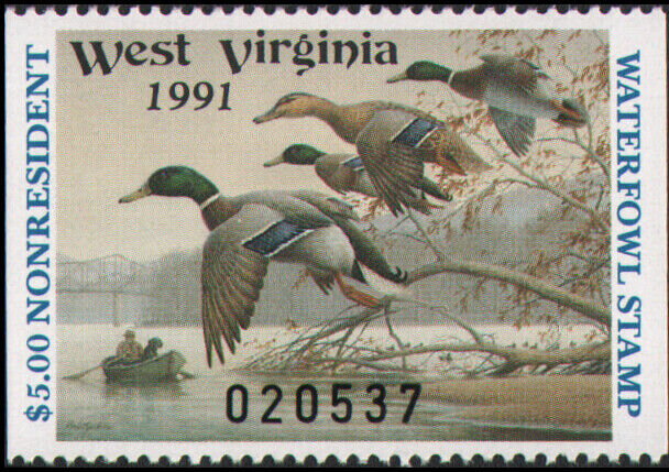 Mallard (Anas platyrhynchos)