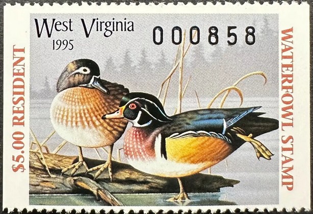 Mallard (Anas platyrhynchos)