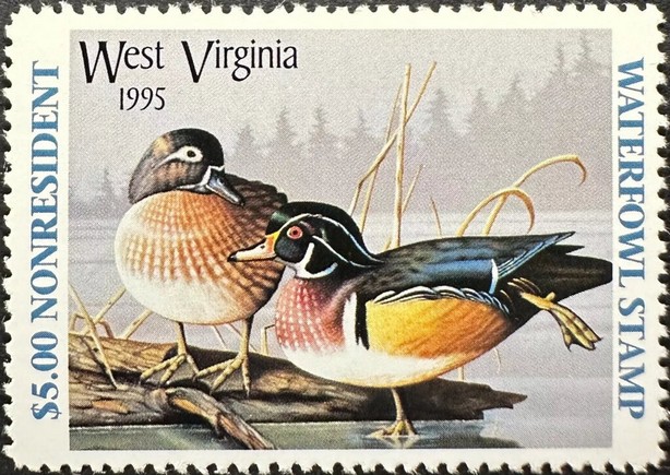 Mallard (Anas platyrhynchos)