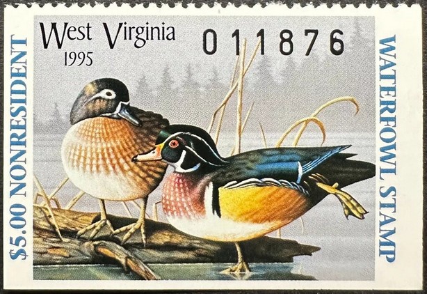 Mallard (Anas platyrhynchos)