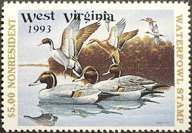 Northern pintail (Anas acuta)