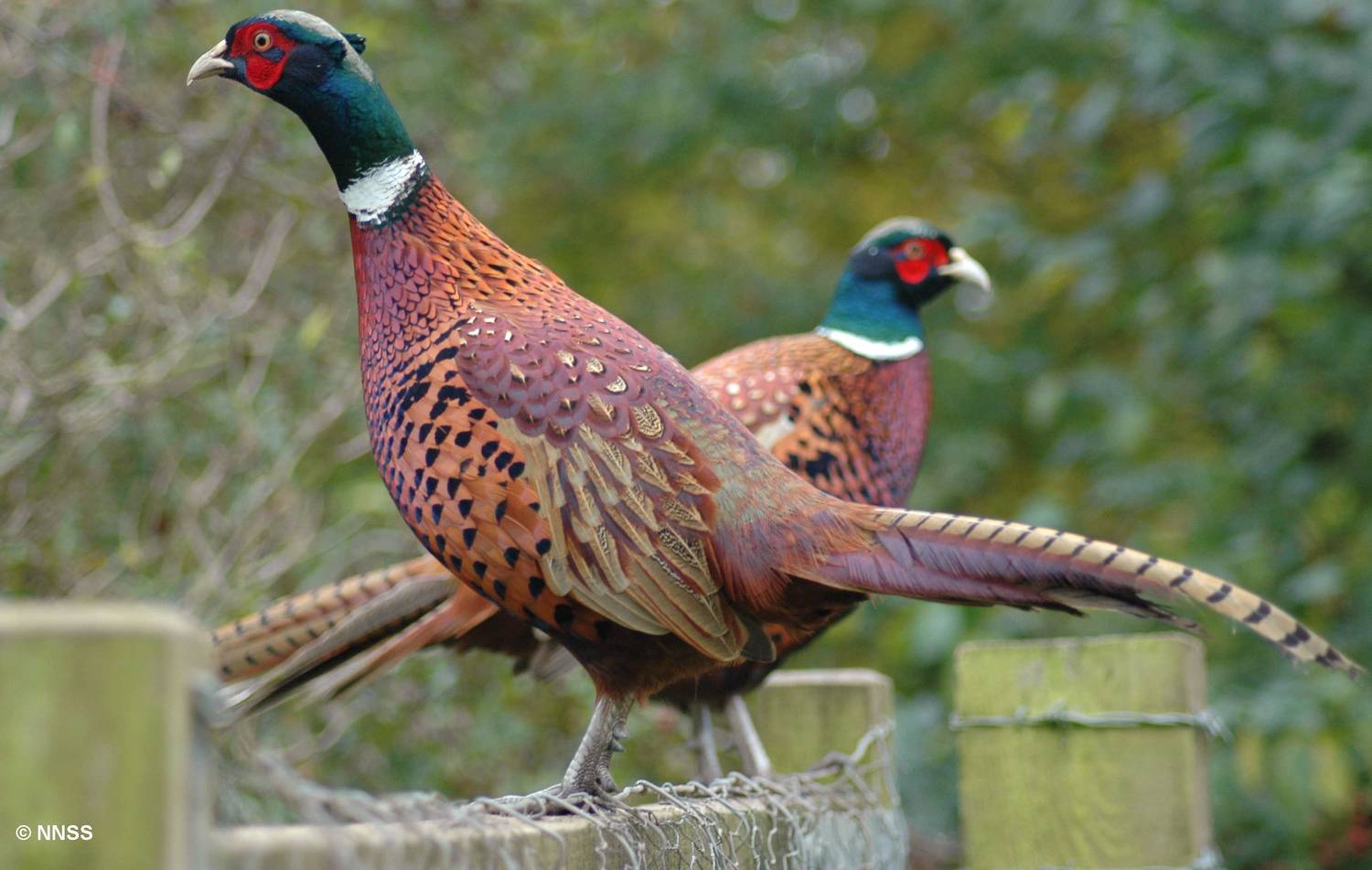 Pheasants