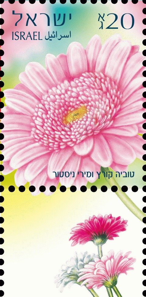 Gerberas