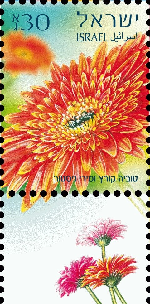 Gerberas