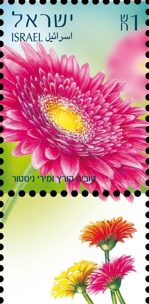 Gerberas