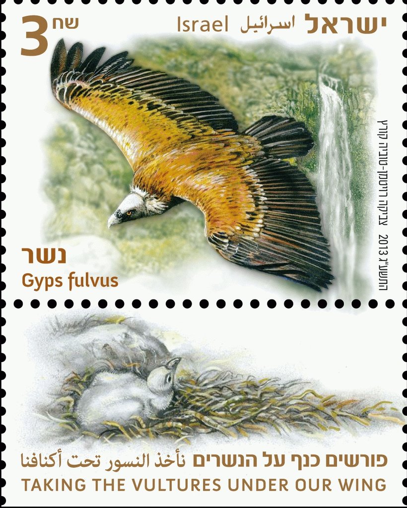 Griffon Vulture (Gyps fulvus)