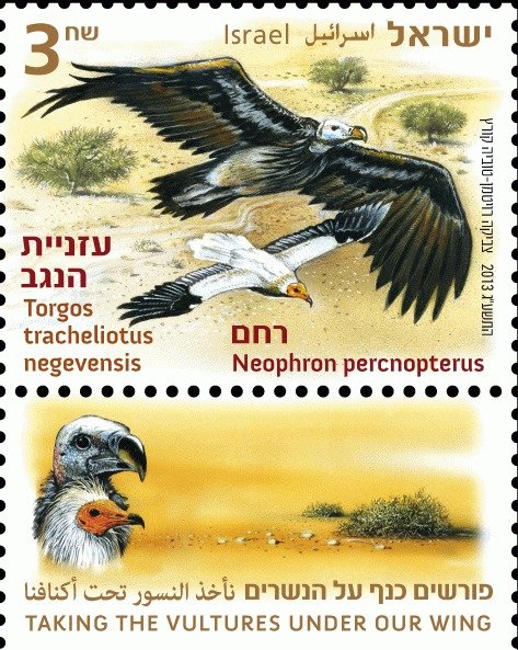 Lappet-faced Vulture (Torgos tracheliotus), Egyptian Vulture