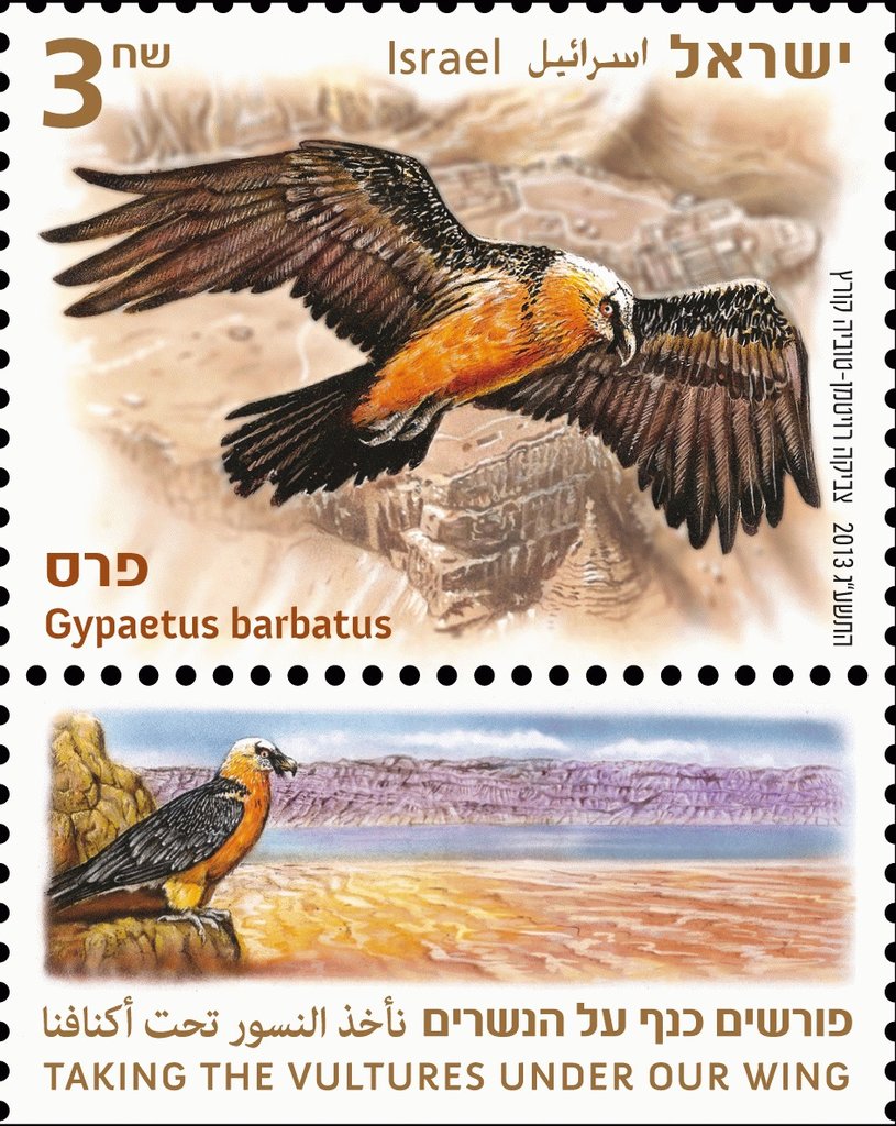 Bearded Vulture (Gypaetus barbatus)