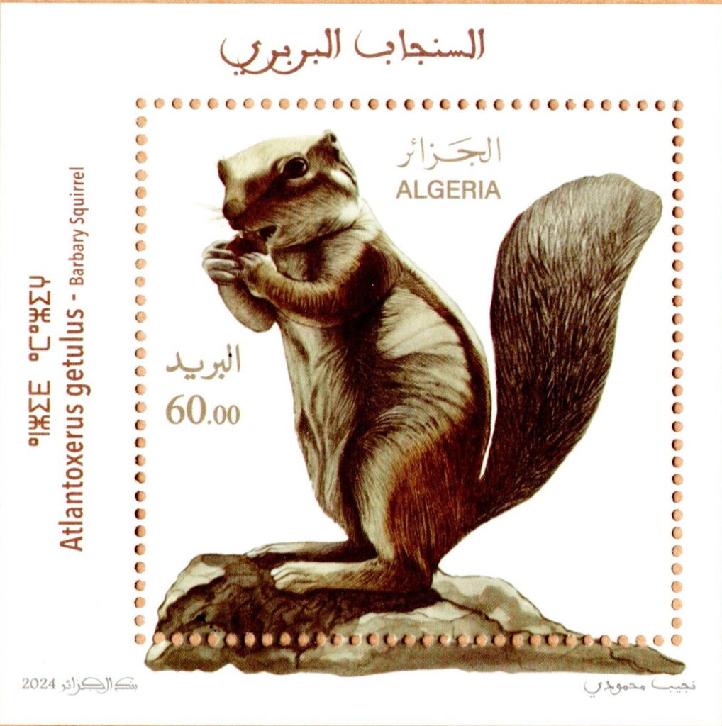 Barbary Squirrel (Atlantoxerus getulus)