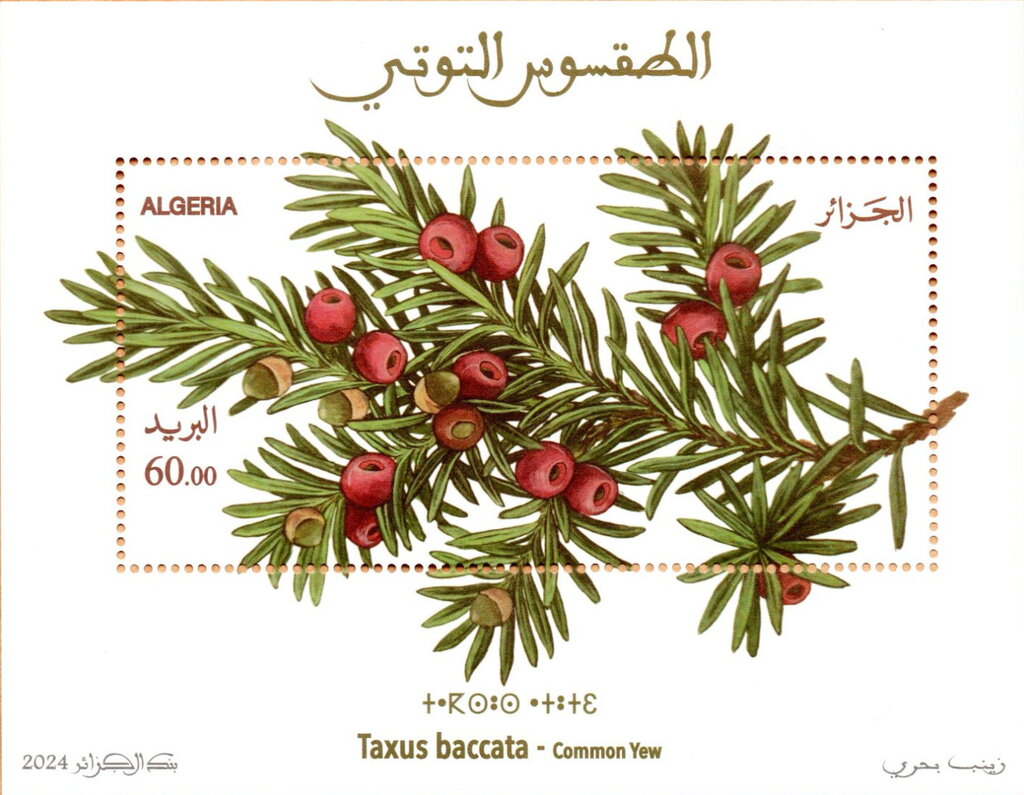 Common Yew (Taxus Baccata)