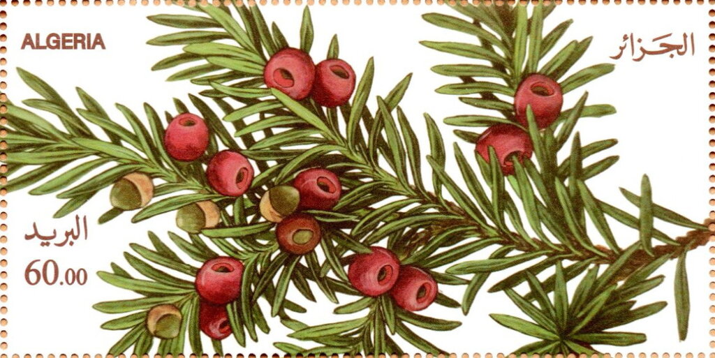 Common Yew (Taxus Baccata)