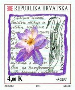 Autumn Crocus - Colchicum visianii