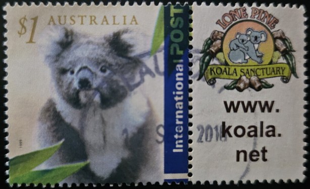 Koala (Phascolarctos cinereus)