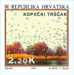 KOPACKI TRSCAK