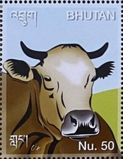 Cattle