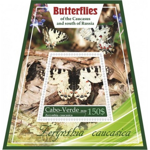 Fauna Butterflies VII
