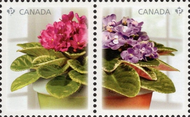 African Violets