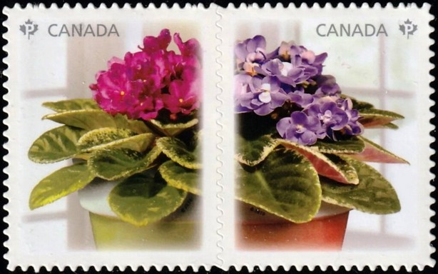 African Violets