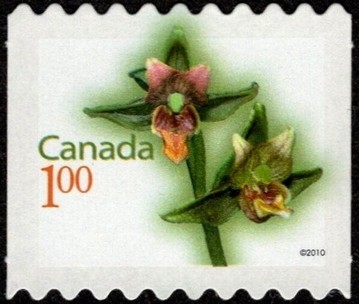 Giant Helleborine (Epipactis gigantea) - Rounded perfs
