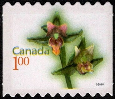 Giant Helleborine (Epipactis gigantea) - Rounded perfs