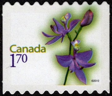Tuberous Grasspink (Calopogon tuberosus) - Rounded perfs
