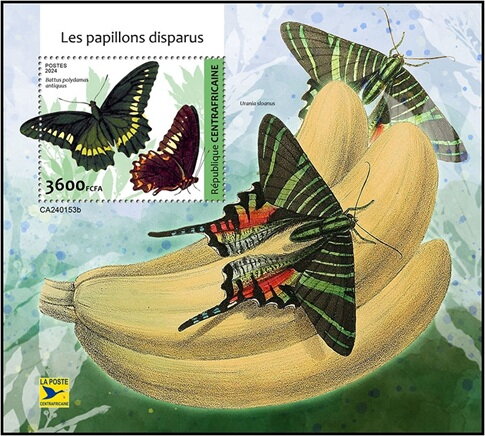 Battus polydamas antiquus