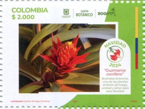 Guzmania conifera