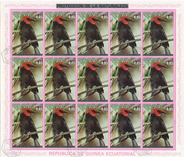 Black-bellied Myzomela (Myzomela erythromelas)