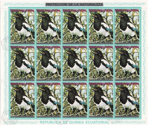 Eurasian Magpie (Pica pica)
