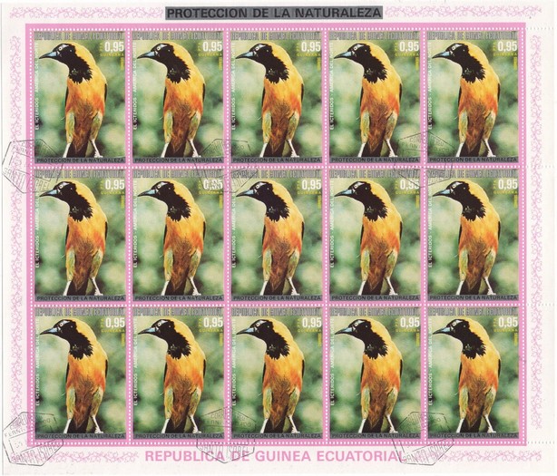 Hooded Oriole (Icterus cucullatus)