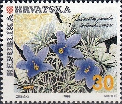 Bluebell of the Biokovo