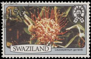 Stamp, Leucospermum gerrardii, Eswatini (Swaziland),  