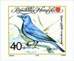 The Blue Rock Thrush (Monticola solitarius)