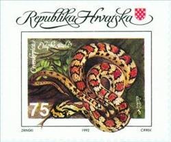 Leopard Snake ( Elaphe situla )