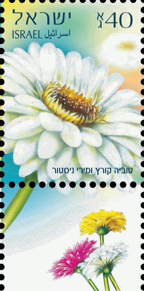 Gerberas